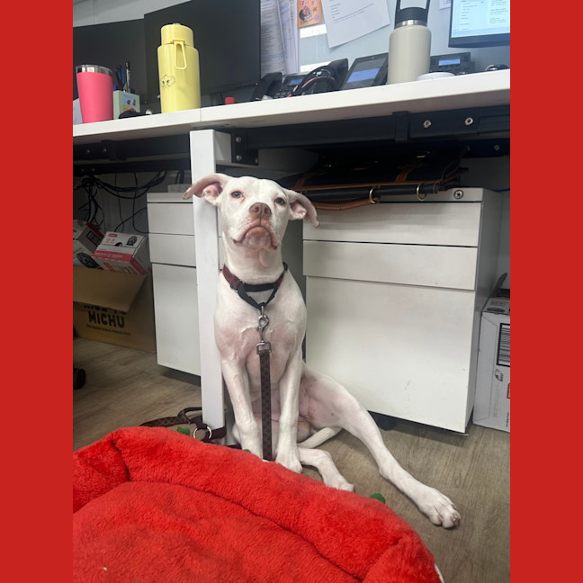 Photo of Polka
