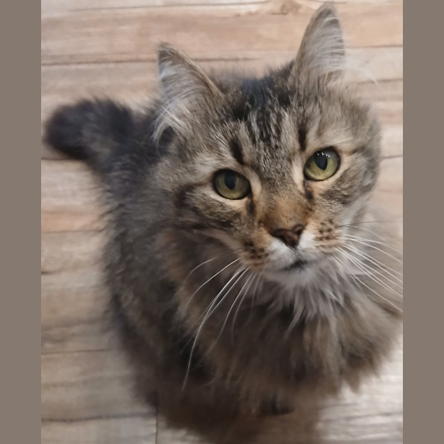 Photo of Whiskas