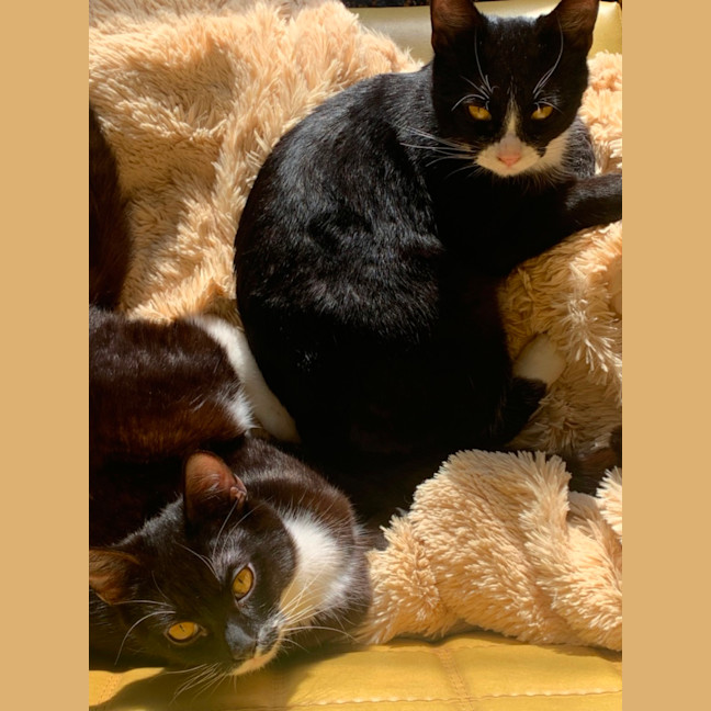 Photo of Oreo And Panda 