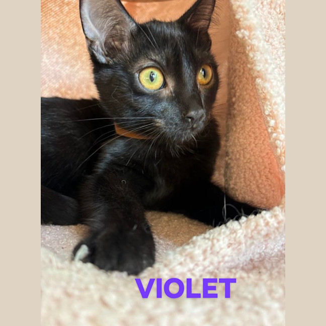 Photo of Violet