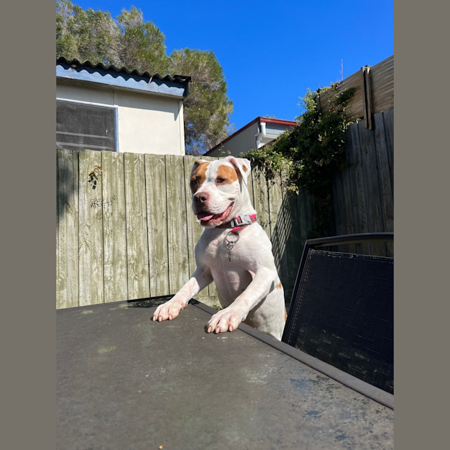 Photo of Dotti