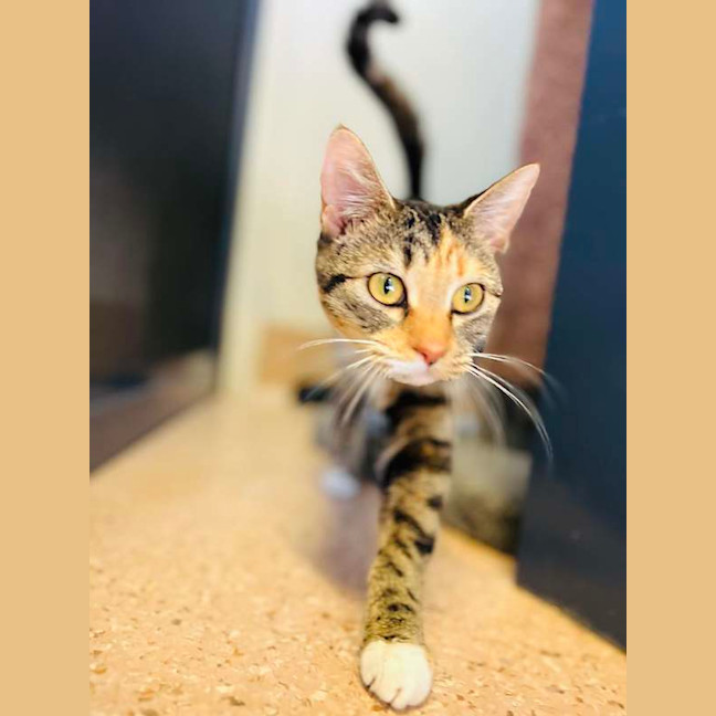 Photo of Lettie