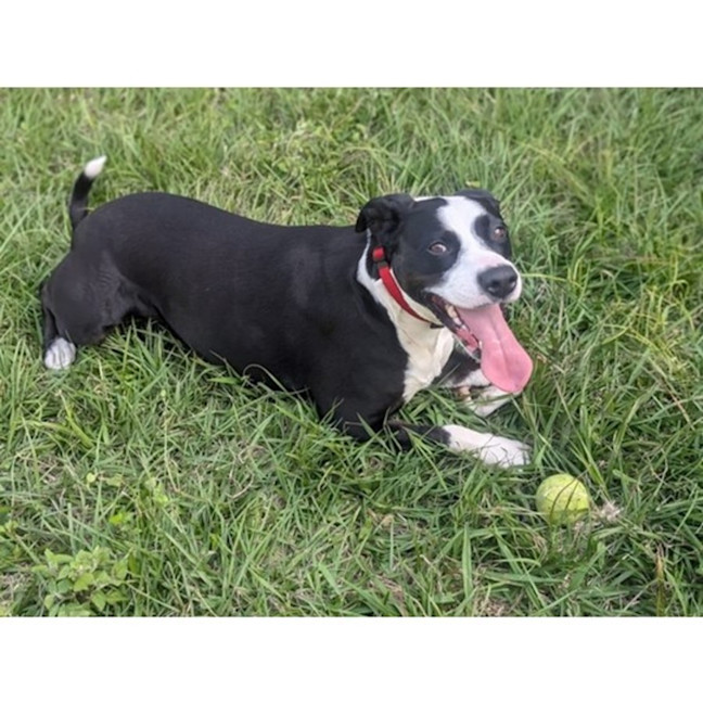 Photo of Roxy *$250 Adoption Fee*