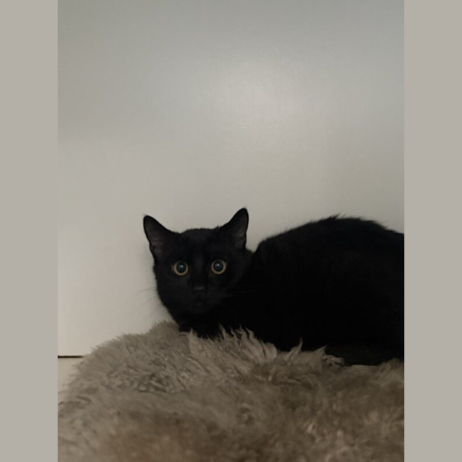Photo of Mako
