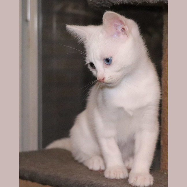 Photo of Snowy