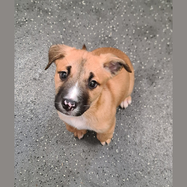 Photo of Ron Weasley