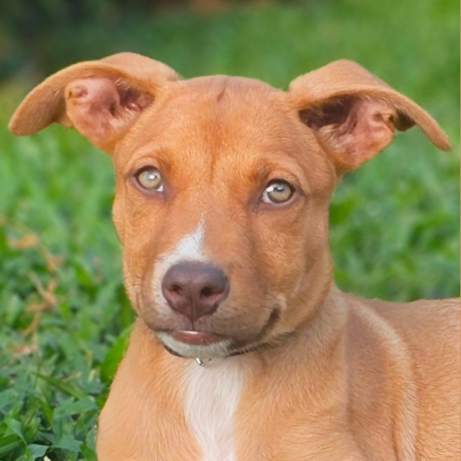 Photo of Tetra