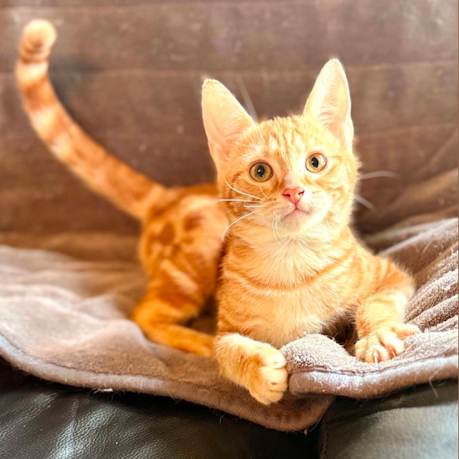 Photo of Puddles   In Foster Care In Templestowe