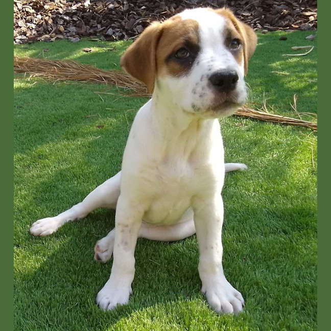 Photo of Peppa *$350 Adoption Fee* 