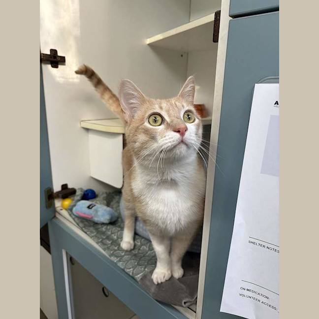 Photo of Marmalade