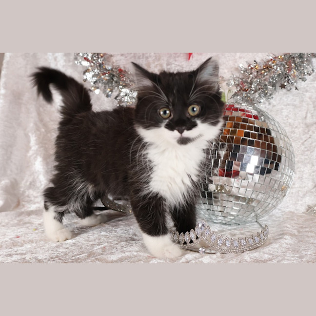 Photo of Jitterbug