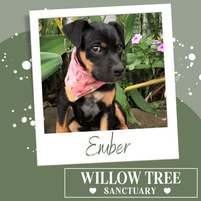 Photo of Ember