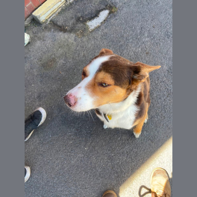 Photo of Ace