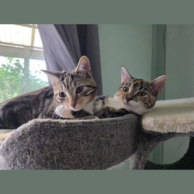 Photo of Cosmo