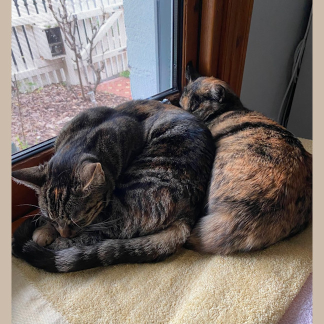 Photo of Dara   In Foster Care In Brunswick