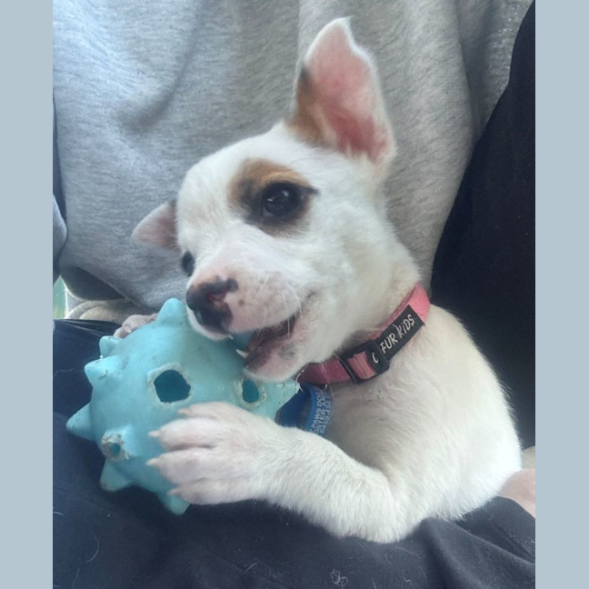 Photo of Pixie