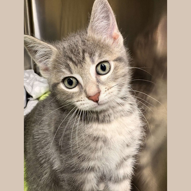 Photo of Smokey 