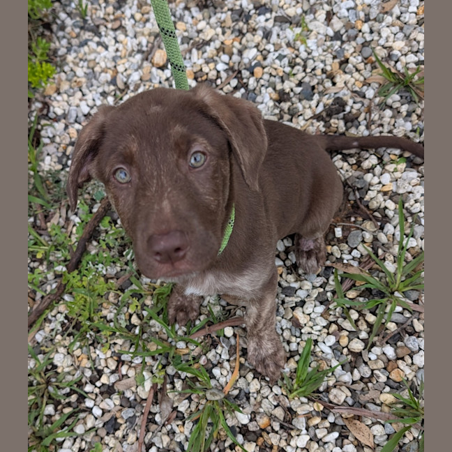Photo of Bikkie 
