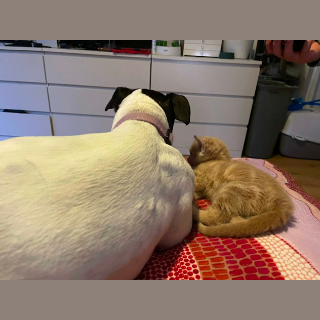 Photo of Simba   In Foster Care In Bentleigh East