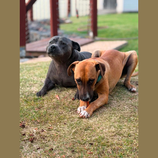 Photo of Teddy   8 Month Old Mixed Breed