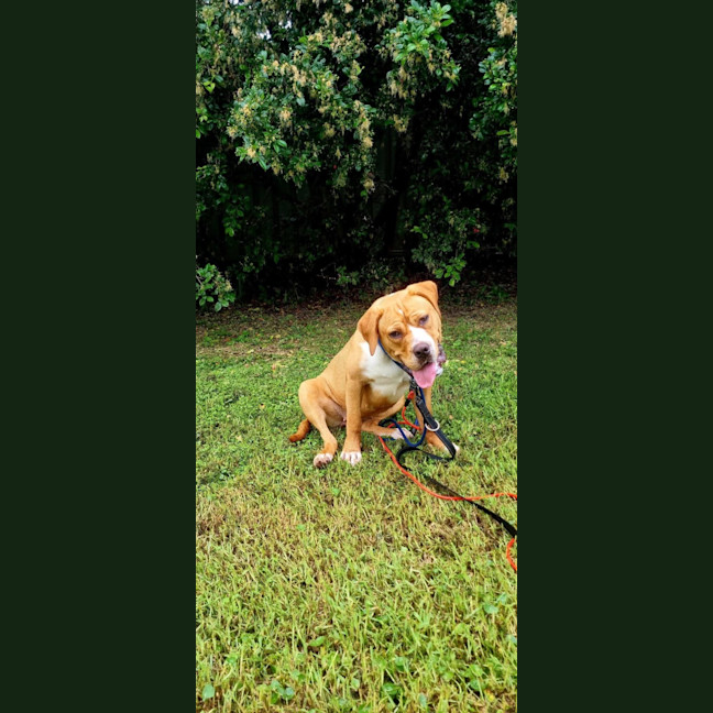Photo of Rosie