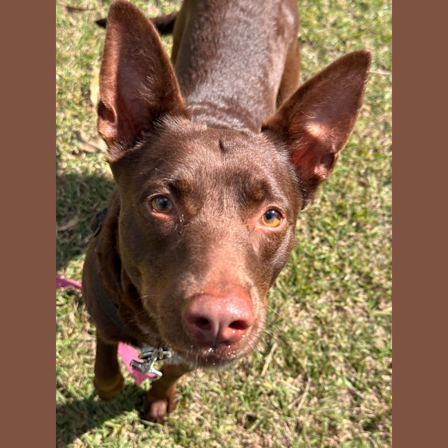 Photo of Trixie