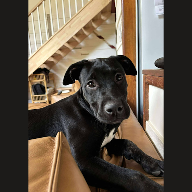 Photo of Stitch