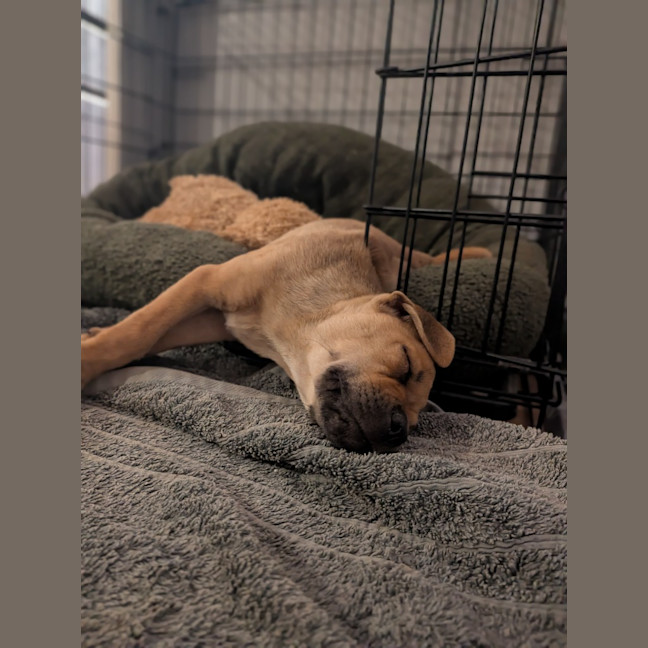 Photo of Dot