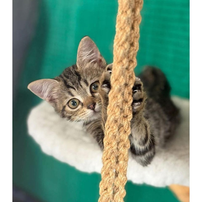 Photo of 13050   Mulan