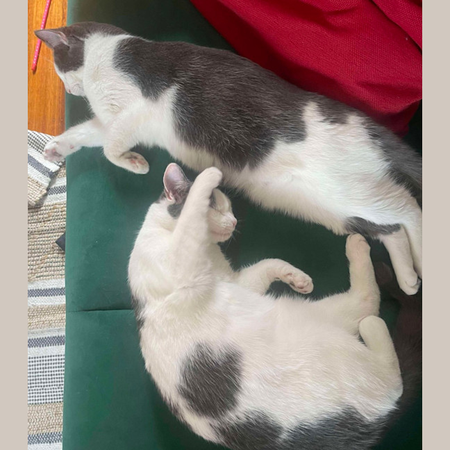 Photo of Fifi & Lupin 
