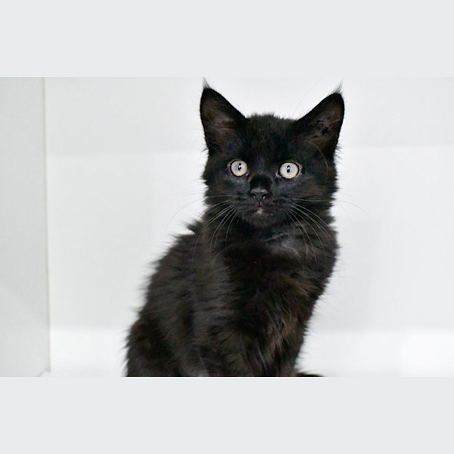 Photo of Catphrodite