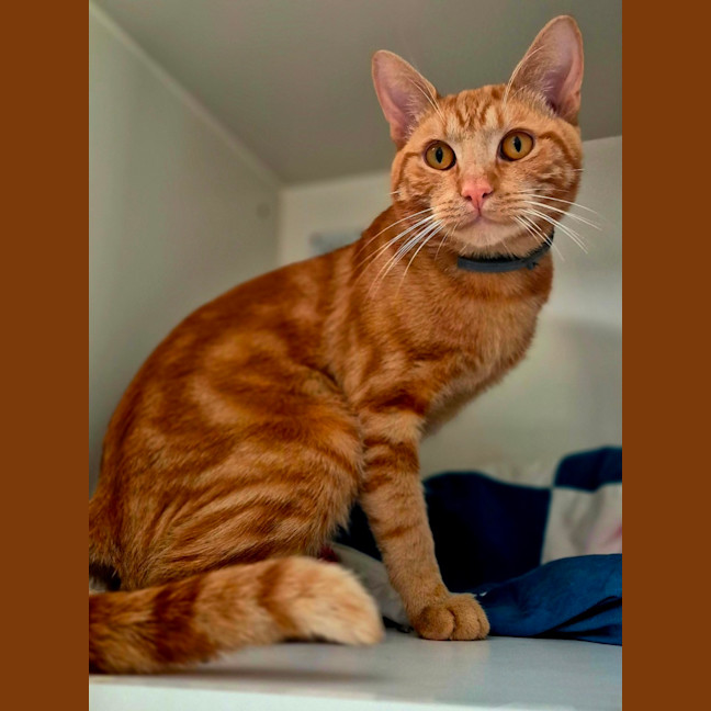 Photo of Sir Tigga (9029)