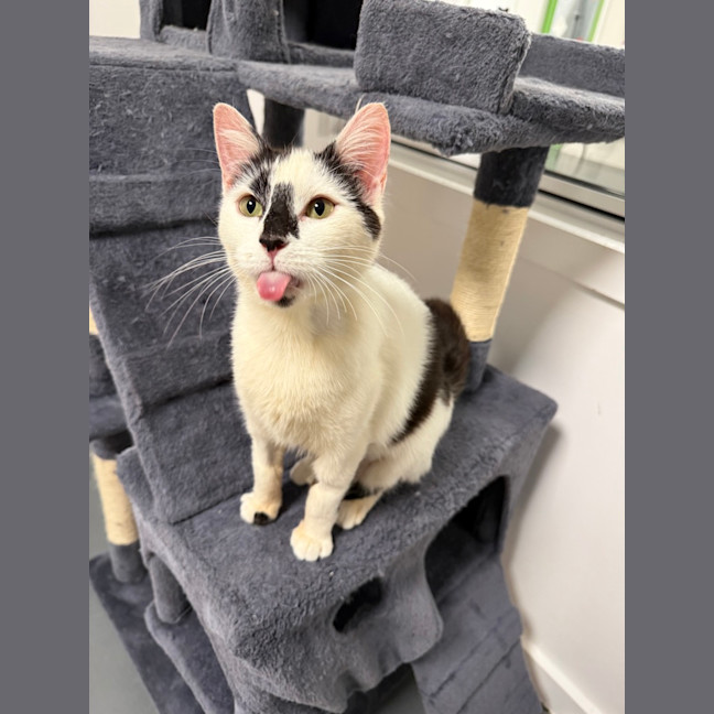 Photo of Minou (Was Little Girl)