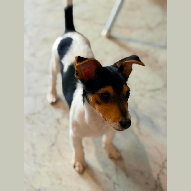 Photo of Zippa