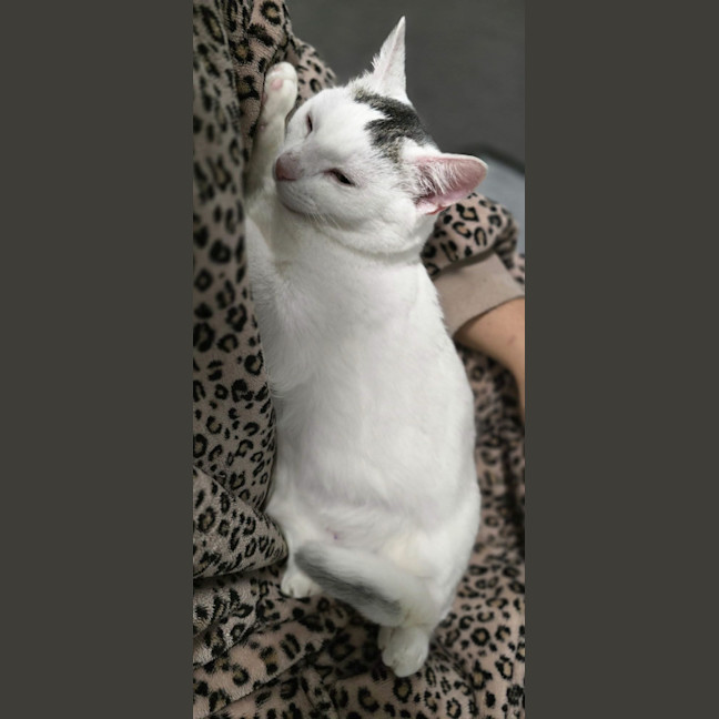 Photo of Snow White