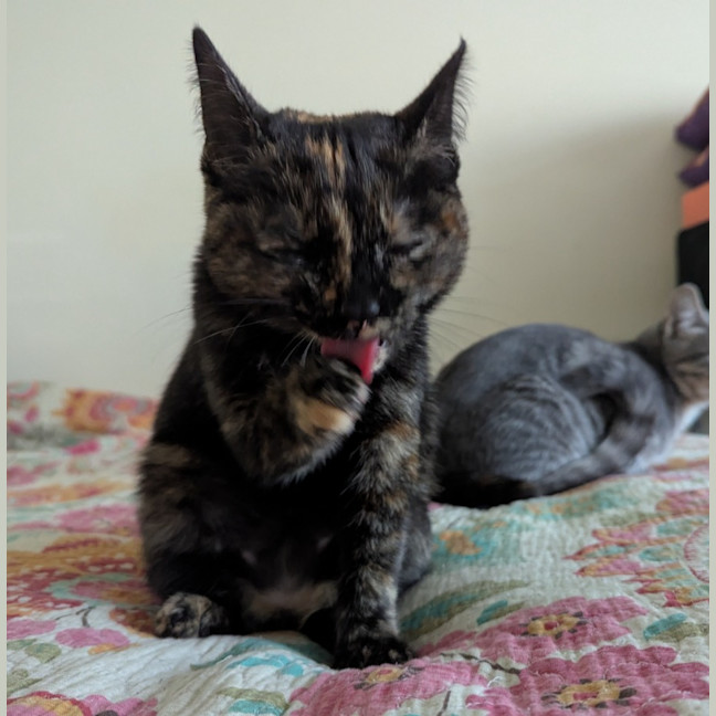 Photo of Nyx