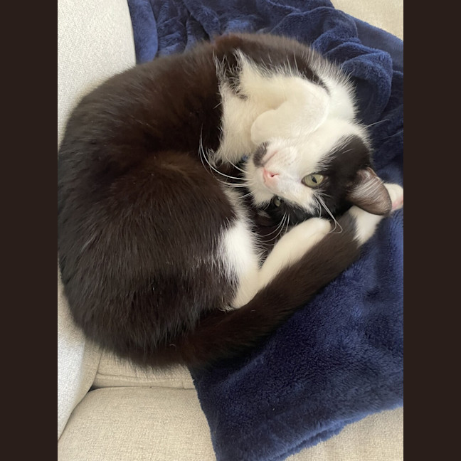 Photo of Newt