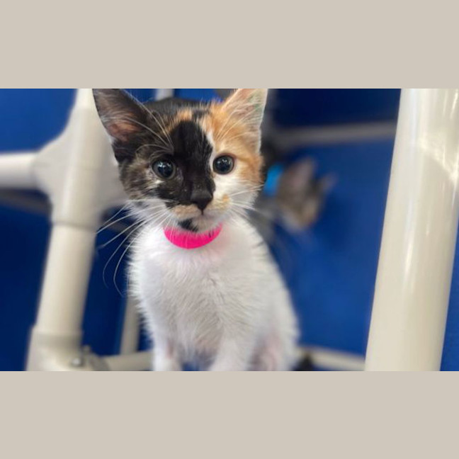 Photo of Pepper
