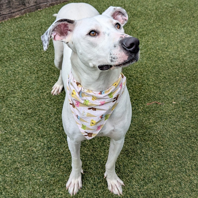 Photo of Gracie