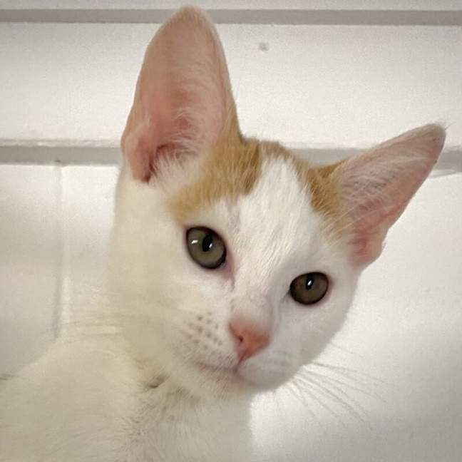 Photo of Chester