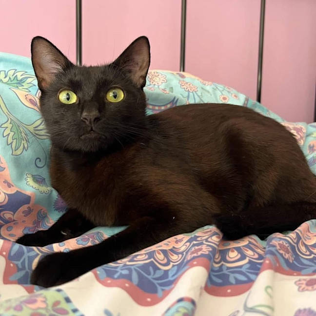 Photo of 11431   Olive