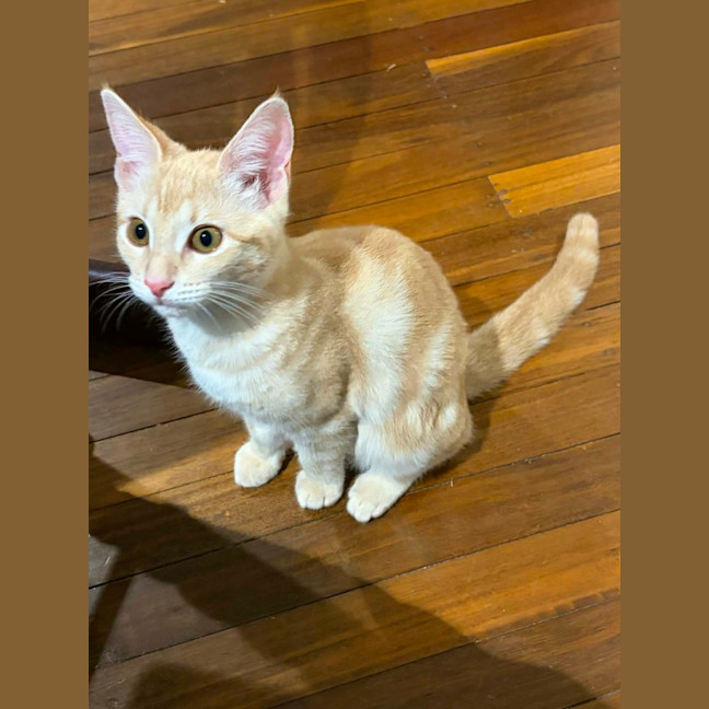 Photo of Scotch