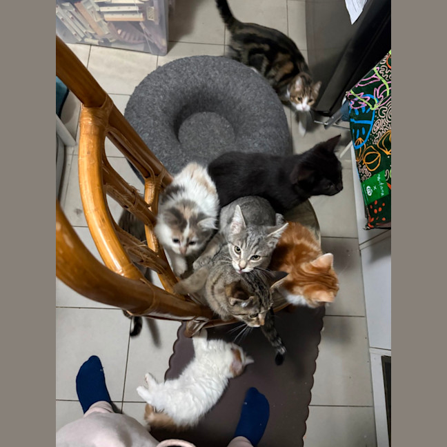 Photo of Joker **2nd Chance Cat Rescue**