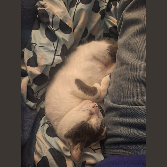 Photo of Daisy