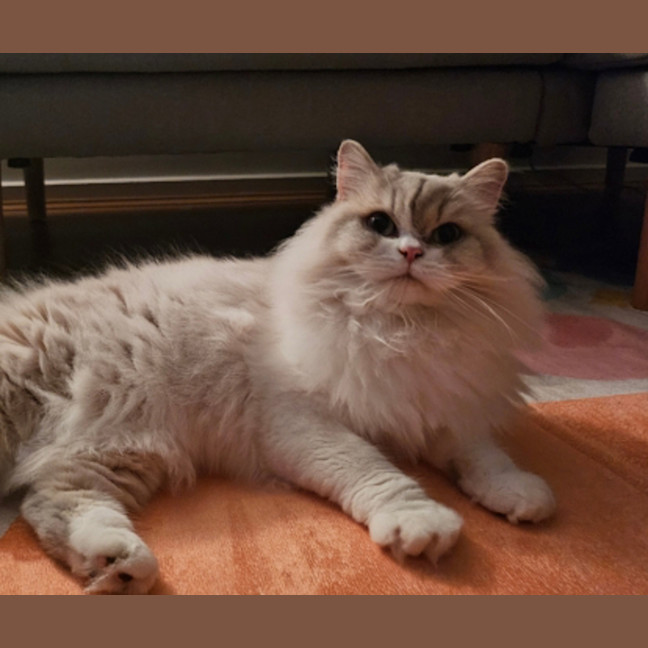 Photo of Little White