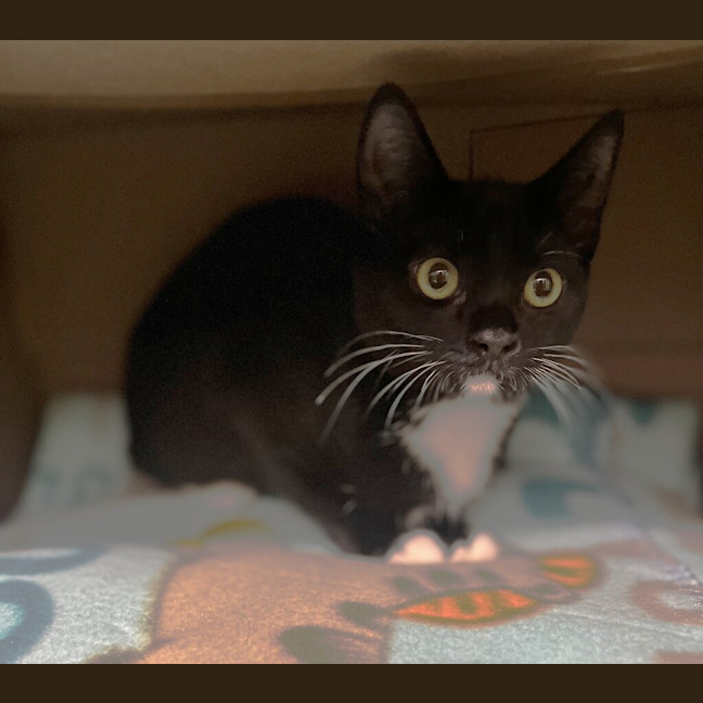 Photo of Rocket