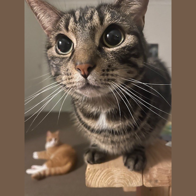 Photo of Luna