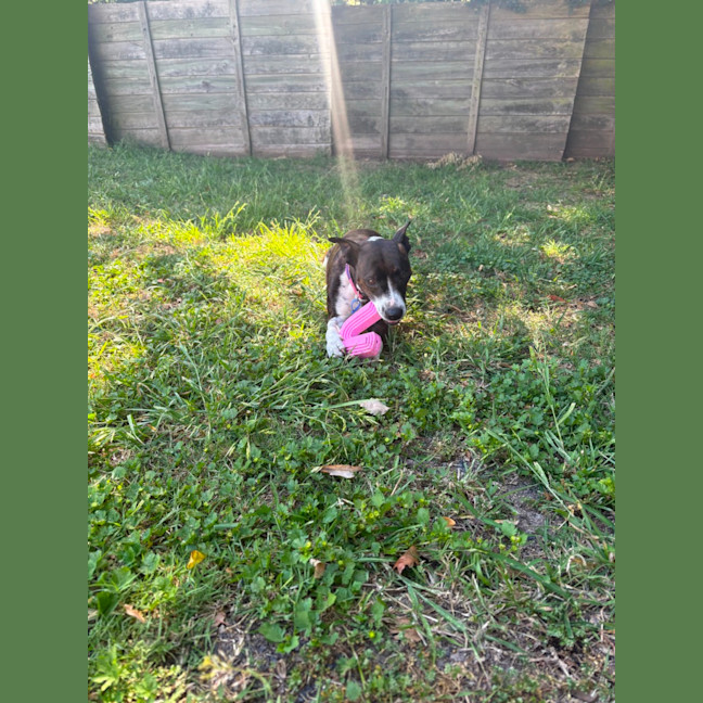 Photo of Stella   1 Year Old Kelpie X Staffy