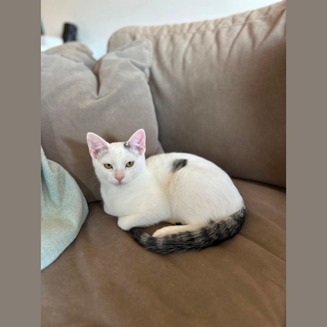 Photo of Ghost