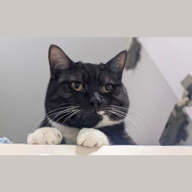 Photo of Arlo